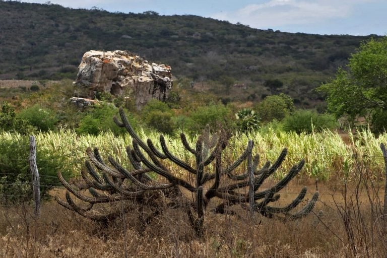 Nova política nacional busca recuperar áreas degradadas da Caatinga e combater desertificação