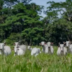 O Brasil que troca florestas por pasto