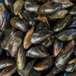 Estudo aponta que mexilhões podem acumular microplásticos e transferi-los para a alimentação humana