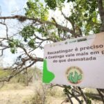 Comunidades do Semiárido transformam recuperação da Caatinga em estratégia desertificação