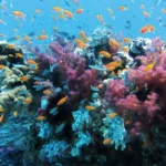 Brasil intensifica preparativos para sediar Conferência da Década do Oceano em 2027