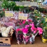 Feira de Flores Holambra reúne mais de 200 espécies em Arapiraca até sábado