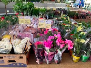 Feira de Flores Holambra reúne mais de 200 espécies em Arapiraca até sábado