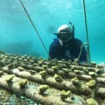 Alagoas une turismo e preservação para recuperar recifes de corais