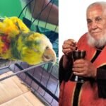 Papagaio que pertenceu a Frei Damião vive na Paraíba e pode ter até 95 anos