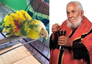 Papagaio que pertenceu a Frei Damião vive na Paraíba e pode ter até 95 anos