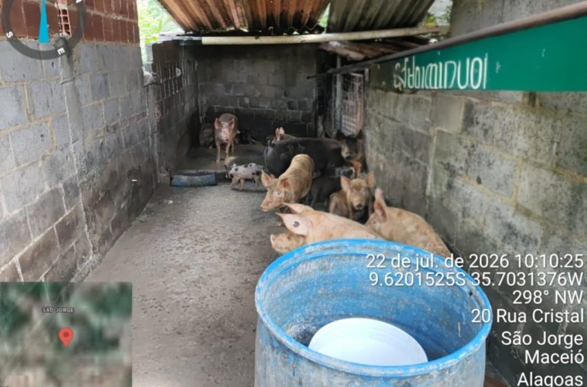 Pocilga irregular é interditada no São Jorge após denúncia do Ministério Público