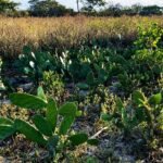 Edital destina R$ 55,2 milhões para projetos de recuperação da Caatinga em Alagoas