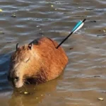 Capivara morre após ser resgatada com flecha cravada no corpo em SP
