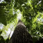 BNDES prevê mobilizar R$ 6 bilhões com mercado de carbono