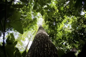 BNDES prevê mobilizar R$ 6 bilhões com mercado de carbono