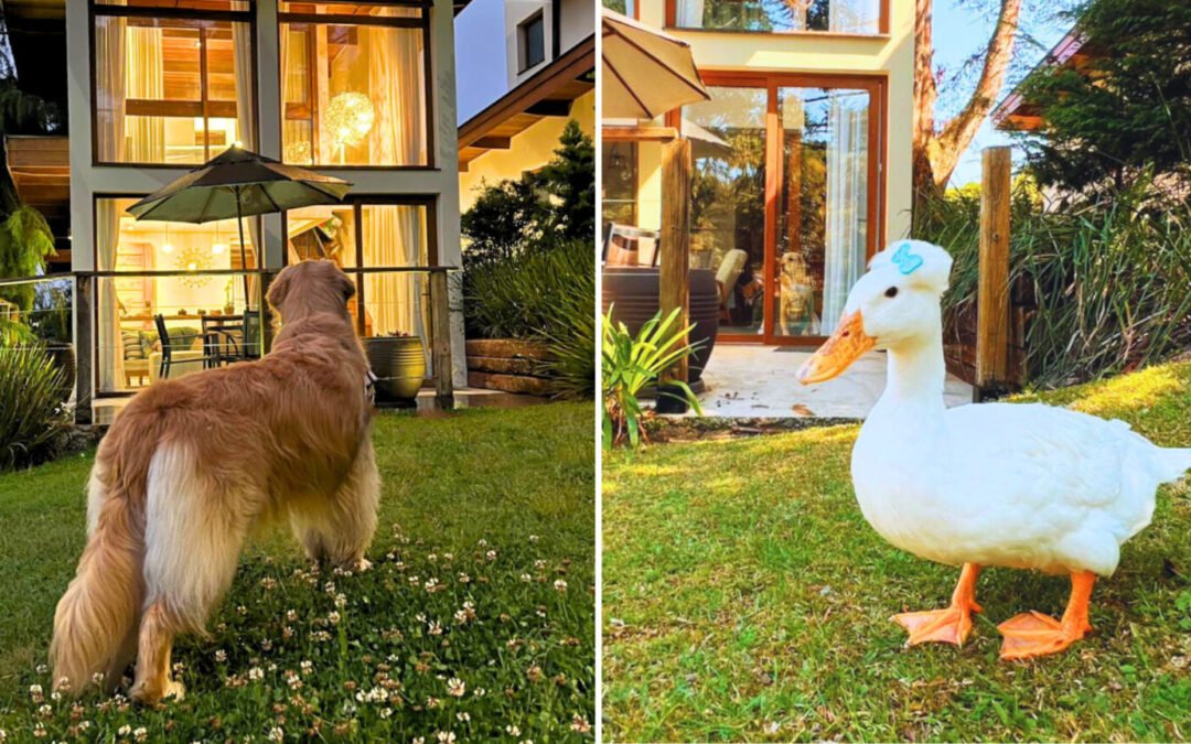 Hotel em Campos do Jordão amplia conceito de hospedagem pet friendly