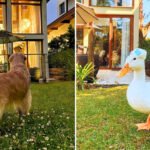 Hotel em Campos do Jordão amplia conceito de hospedagem pet friendly