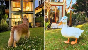 Hotel em Campos do Jordão amplia conceito de hospedagem pet friendly