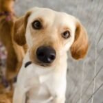 Abrigo São Cão promove evento de adoção de cães neste sábado (1º) em Maceió
