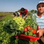 Agricultura familiar: uma estratégia de desenvolvimento para o próximo governo de Alagoas
