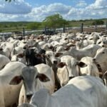 Pecuária de Alagoas terá R$ 402 milhões em crédito do BNB no segundo semestre