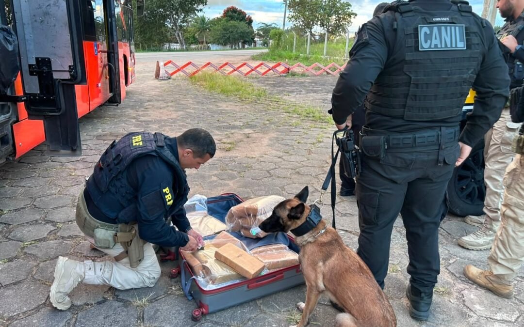 PRF apreende mais de 31 kg de maconha em ônibus na BR-101, em São Sebastião