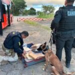 PRF apreende mais de 31 kg de maconha em ônibus na BR-101, em São Sebastião