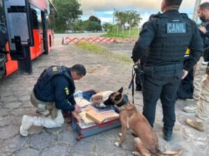 PRF apreende mais de 31 kg de maconha em ônibus na BR-101, em São Sebastião