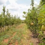 Vale do São Francisco diversifica produção com frutas de clima frio