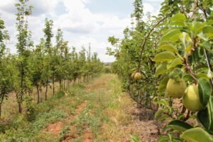 Vale do São Francisco diversifica produção com frutas de clima frio