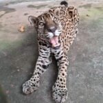 Onça-pintada do Exército bate recorde mundial de longevidade