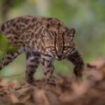 Nova espécie de gato é identificada pela primeira vez em mais de 100 anos
