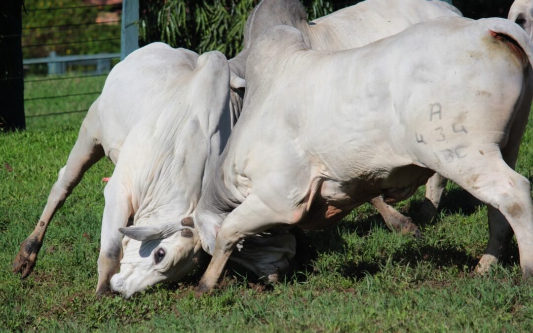 Agrofeira IBC reúne pecuaristas e especialistas para discutir futuro da pecuária no Nordeste