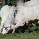 Agrofeira IBC reúne pecuaristas e especialistas para discutir futuro da pecuária no Nordeste