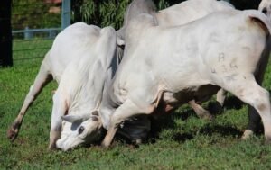 Agrofeira IBC reúne pecuaristas e especialistas para discutir futuro da pecuária no Nordeste