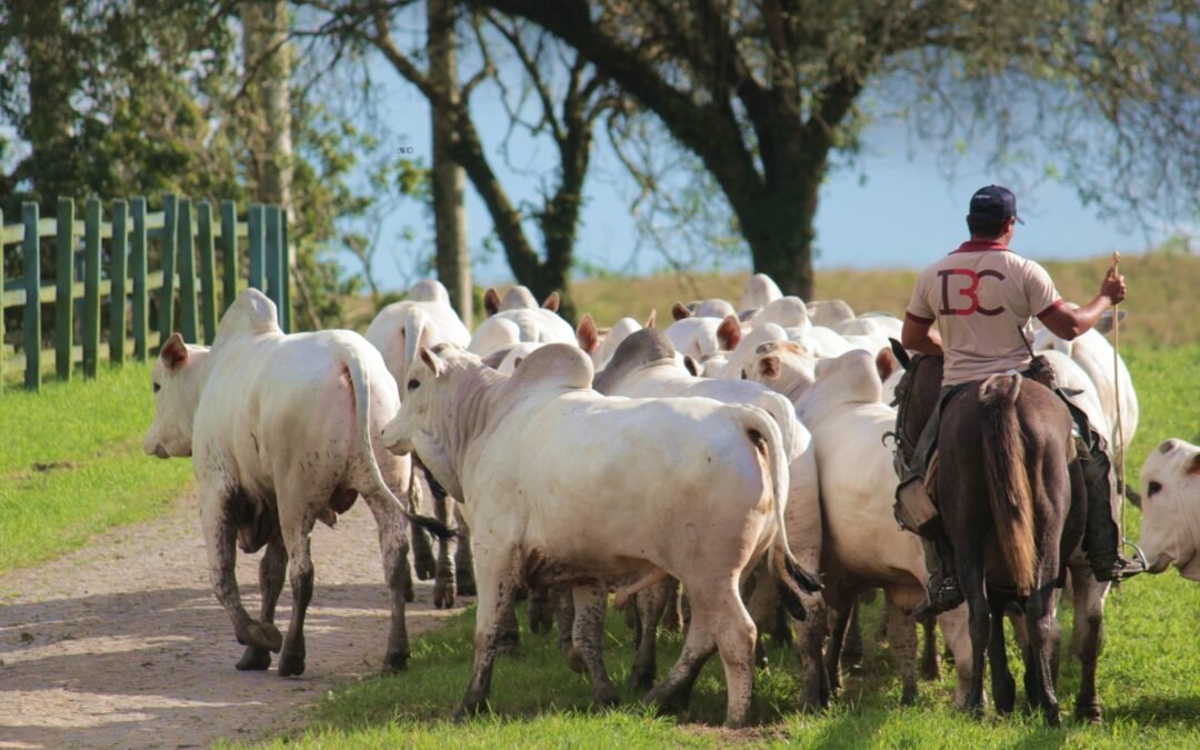 Agrofeira IBC 2026 reúne setor pecuário neste fim de semana em Chã Preta