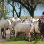 Agrofeira IBC 2026 reúne setor pecuário neste fim de semana em Chã Preta