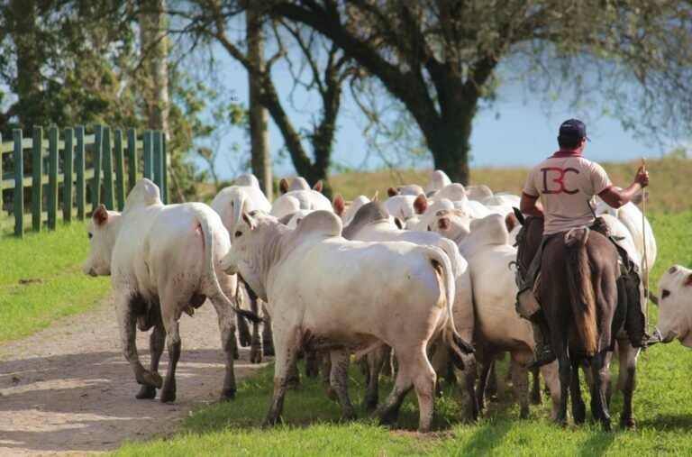 Agrofeira IBC 2026 reúne setor pecuário neste fim de semana em Chã Preta