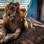 Após 9 anos em jaula, leão resgatado morre na Holanda