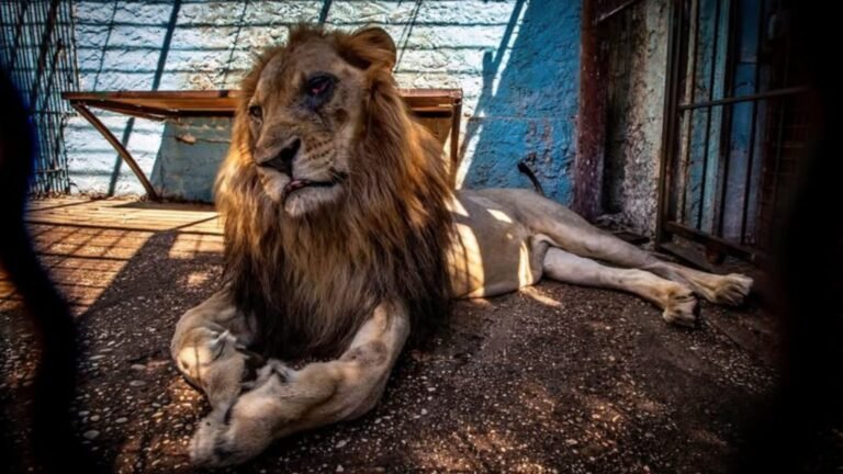 Após 9 anos em jaula, leão resgatado morre na Holanda