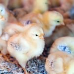 Indústria de ovos: incubatório na Região Sul do país mata em um dia 35 mil pintinhos machos, revela organização
