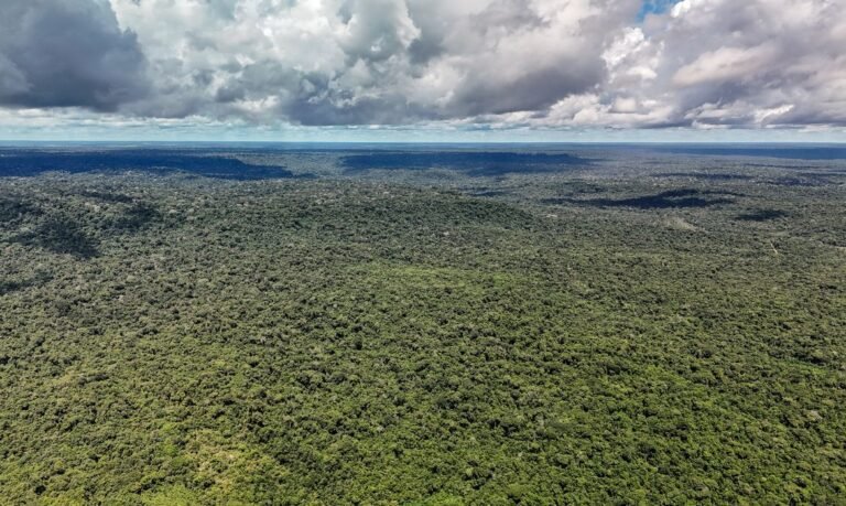 Devastação da Amazônia ameaça ciclo de chuvas e pode agravar secas, alertam cientistas