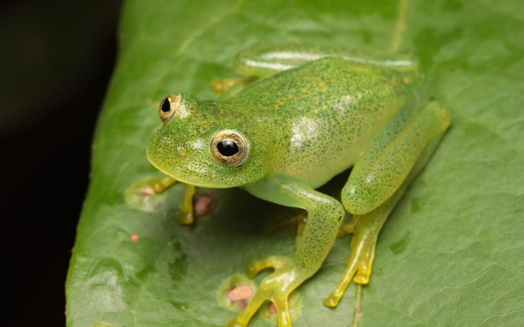 Nova espécie de rã-de-vidro é identificada no Cerrado de Goiás