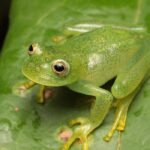 Nova espécie de rã-de-vidro é identificada no Cerrado de Goiás