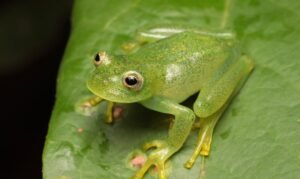 Nova espécie de rã-de-vidro é identificada no Cerrado de Goiás