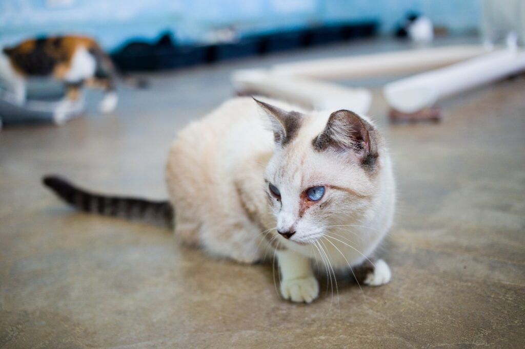 Feira de adoção de animais volta ao Jaraguá neste sábado, 17