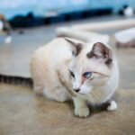 Feira de adoção de animais volta ao Jaraguá neste sábado, 17