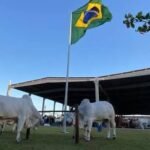 Expoagro-AL começa nesta quinta-feira com expectativa de movimentar mais de R$ 50 milhões