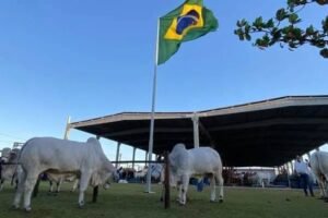 Expoagro-AL começa nesta quinta-feira com expectativa de movimentar mais de R$ 50 milhões