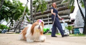 Alagoas inicia vacinação antirrábica de cães e gatos nesta terça-feira (3)