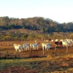 Agropecuária já ocupa 30,5% das áreas próximas a territórios protegidos na Amazônia