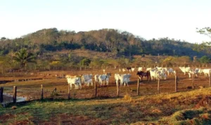 Agropecuária já ocupa 30,5% das áreas próximas a territórios protegidos na Amazônia