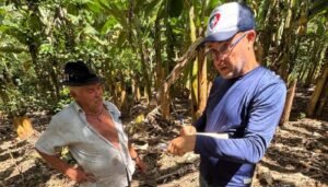 Alagoas inspeciona plantações de banana para verificar ocorrência de praga