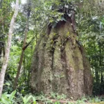 Congresso terá 7 em cada 10 parlamentares distantes da agenda ambiental